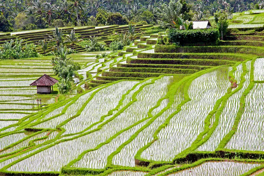 Tegallalang rice terraces in Ubud Bali Indonesia