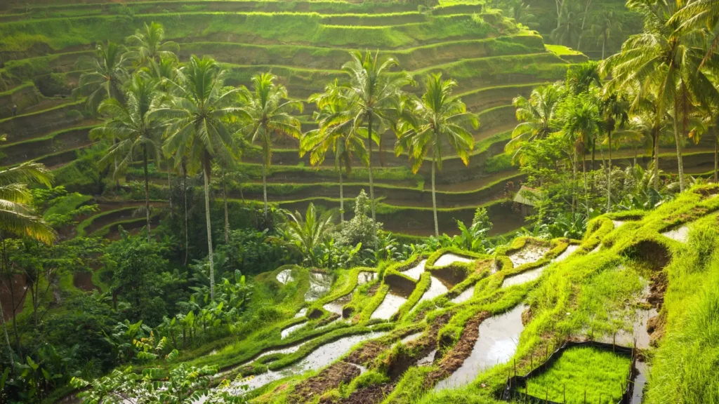 Ubud Bali rice terraces with lush green fields, morning mist and tropical jungle landscape representing cultural heart of Bali